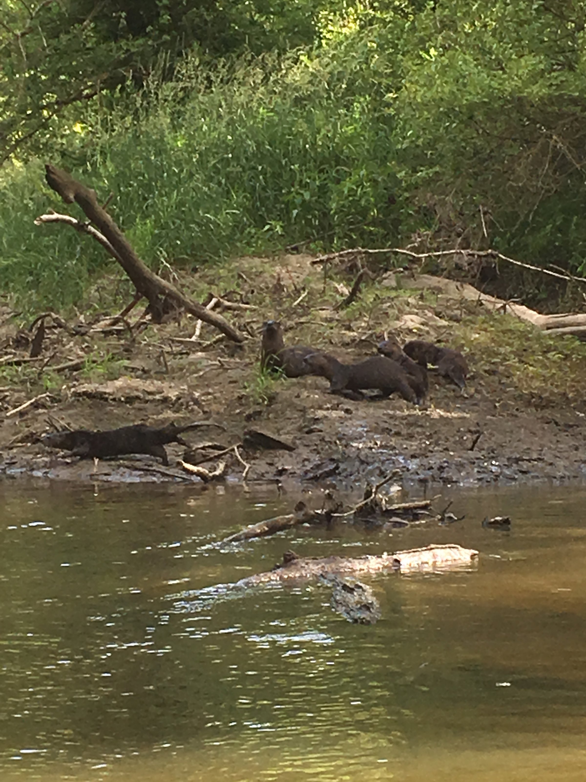 wildlife on Lake County, Indiana farmland - LAND AUCTION - 147+/- ACRES OFFERED IN 3 TRACTS IN LAKE COUNTY, INDIANA